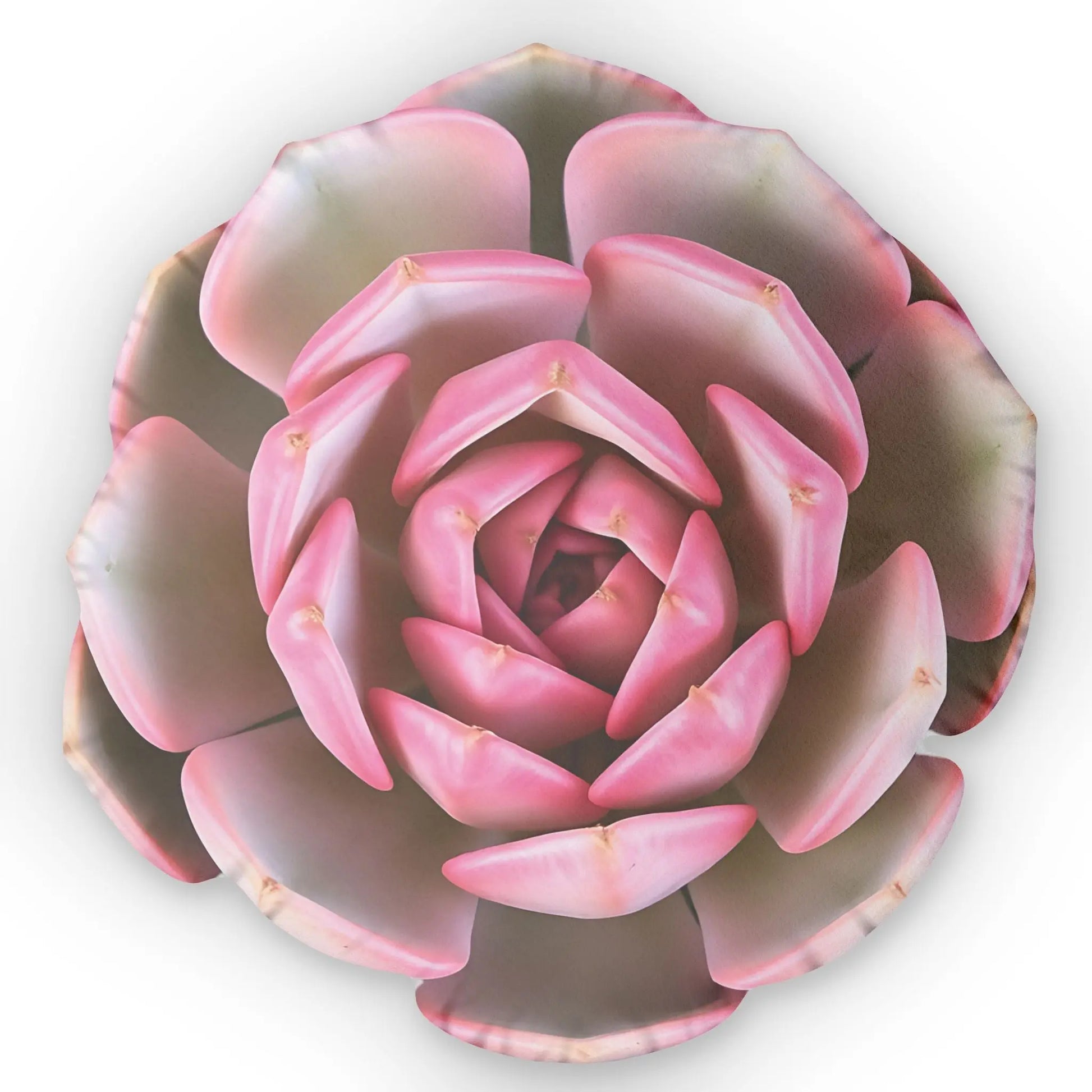 Vibrant Succulent Sofa Pillow Printify