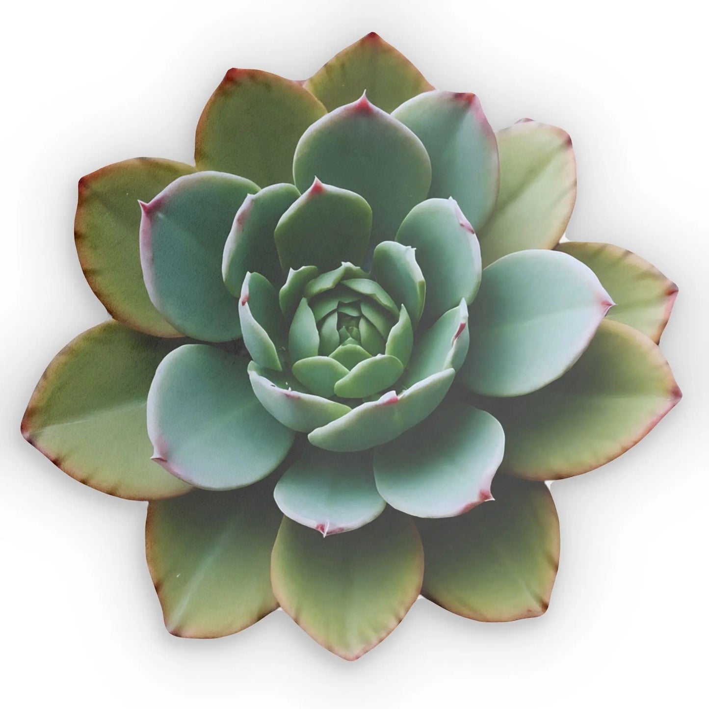 Vibrant Succulent Sofa Pillow Printify