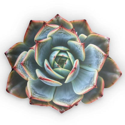 Pink Succulent sofa pillow Printify